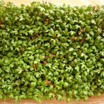 watercress