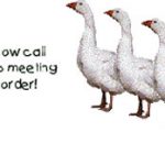 geese