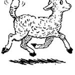 lamb