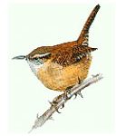 wren